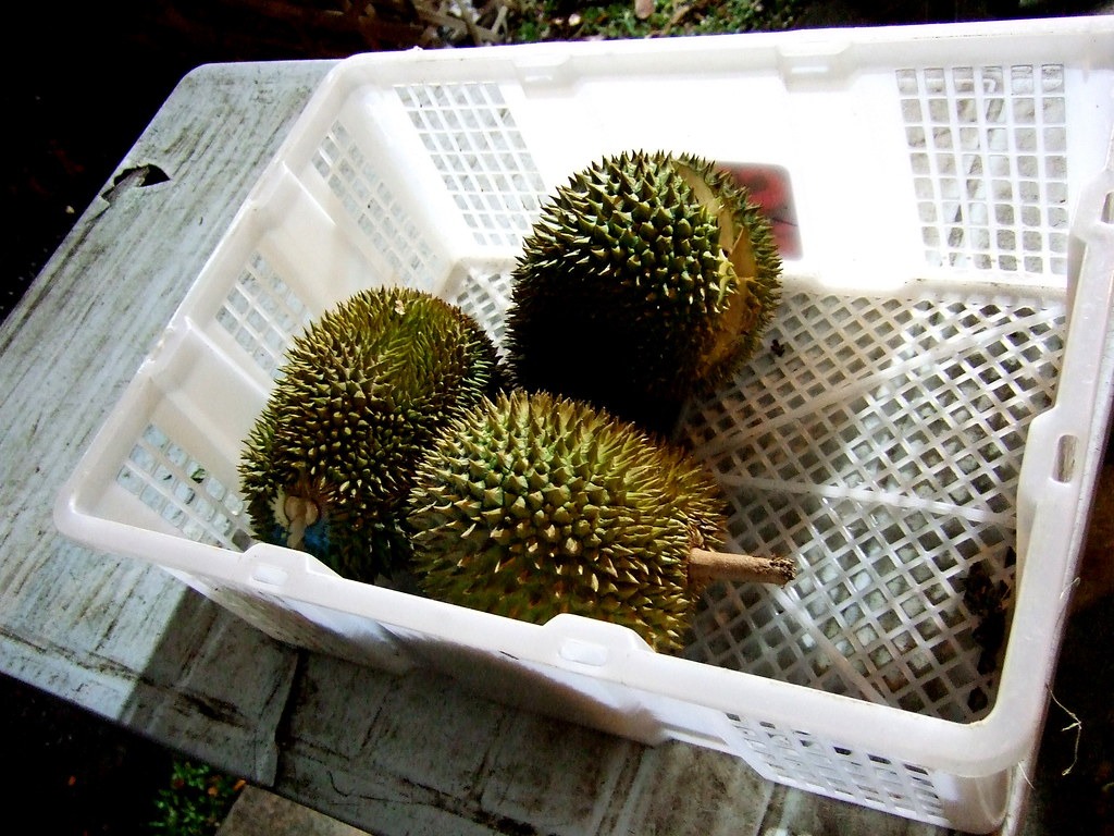 Whole durians in a clean, unbranded white ventilated crate.