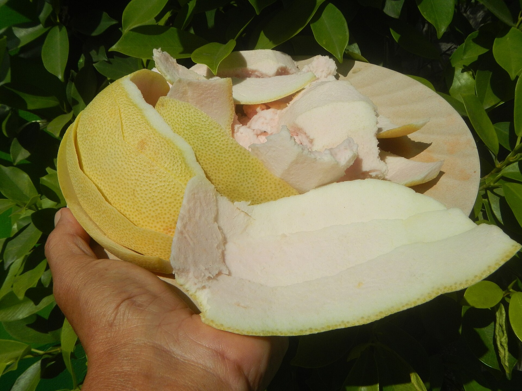 A partly peeled pomelo with thick rind folded away from the fruit.