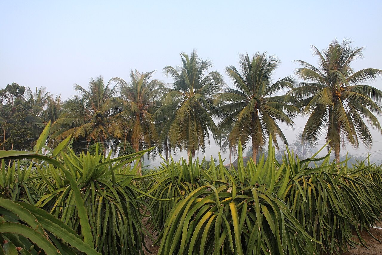 Dragon fruit plants growing beside coconut palms in Tien Giang, Vietnam.