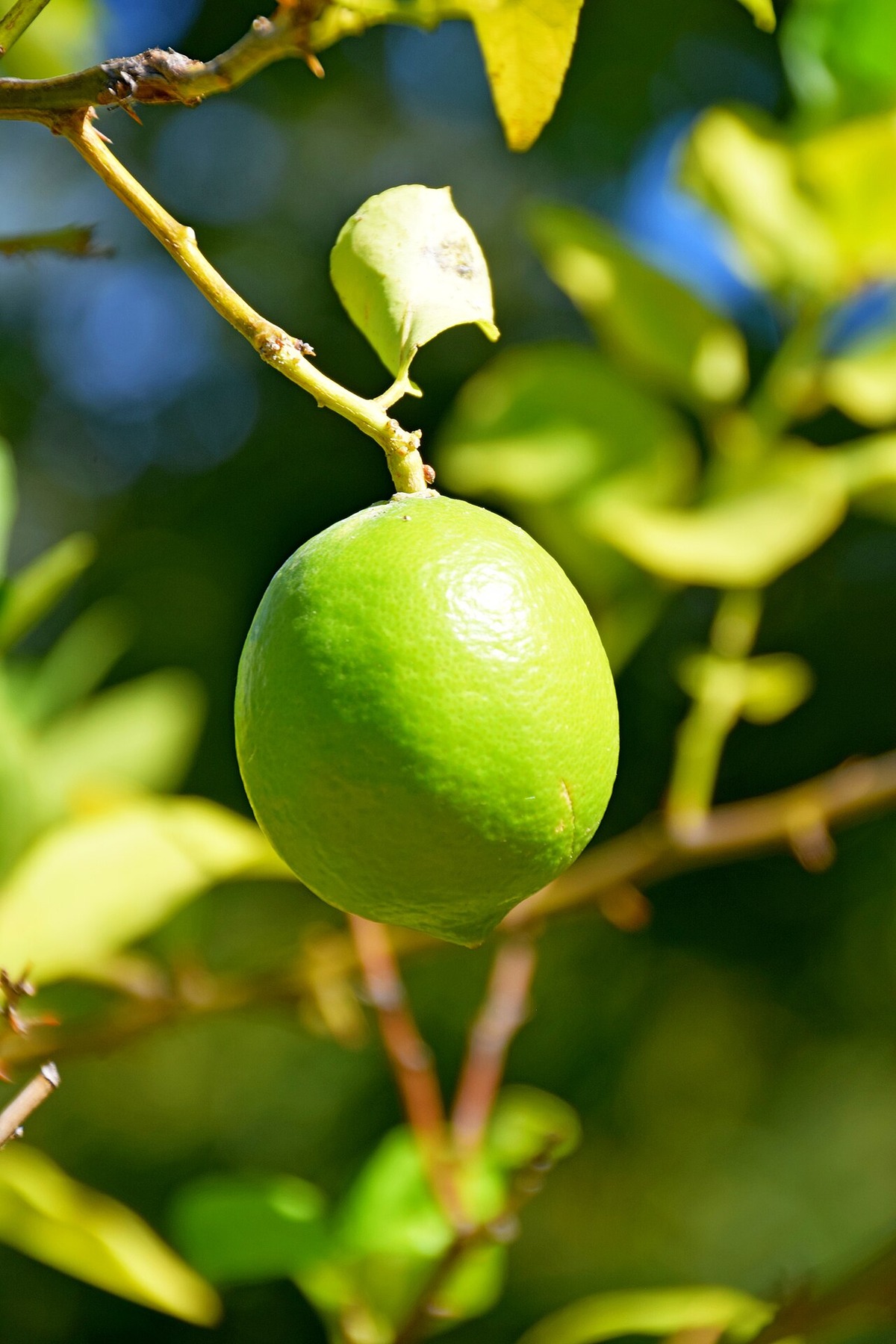 Green Persian lime hanging from a leafy branch.