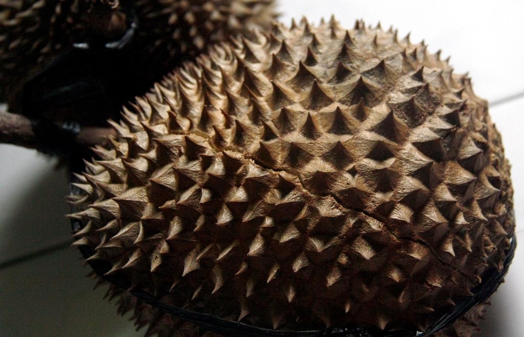 A close view of brown-green durian spikes in natural light.